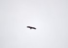 Steppearend (Aquila nipalensis)  Kloof bij Yolin Am 21-08-2016 (1)